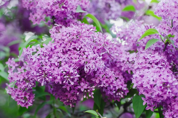 Fleurs de printemps lilas