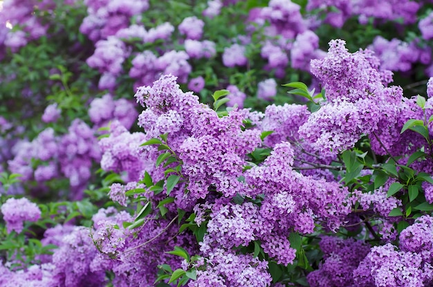 Fleurs de printemps lilas