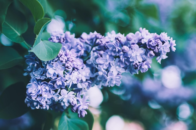 Fleurs de printemps lilas