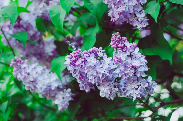 Fleurs de printemps lilas