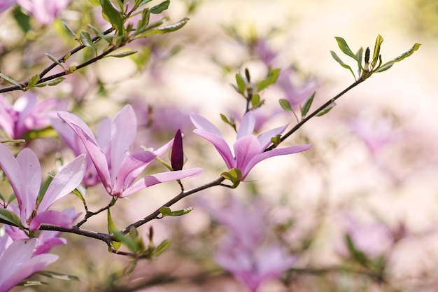 Fleurs de printemps de magnolia sur un arbre dans un parc de la ville