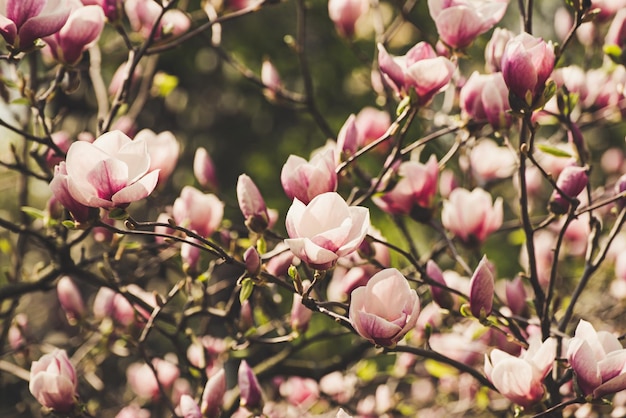 Fleurs de printemps de Magnolia