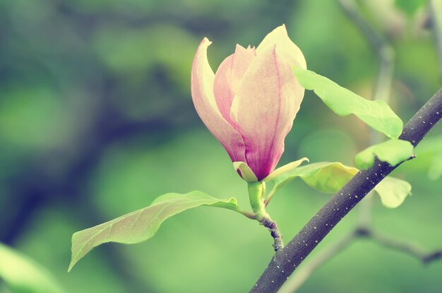 Fleurs de printemps de Magnolia