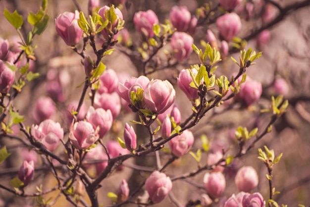 Fleurs de printemps de Magnolia