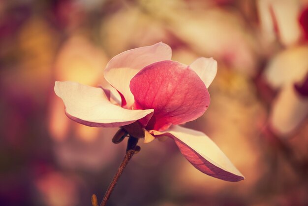 Fleurs de printemps de Magnolia