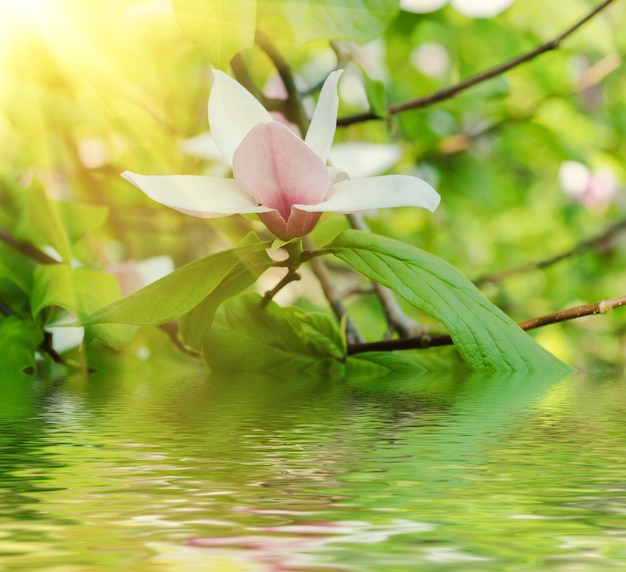 Fleurs de printemps de Magnolia