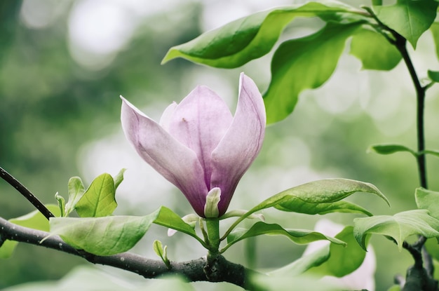 Fleurs de printemps de Magnolia