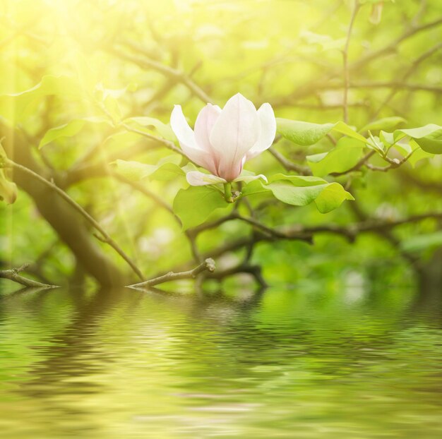 Fleurs de printemps de Magnolia