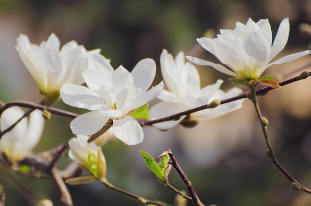 Fleurs de printemps de Magnolia