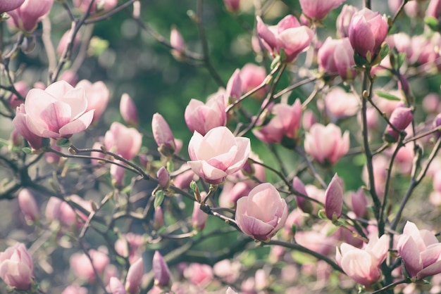 Fleurs de printemps de Magnolia