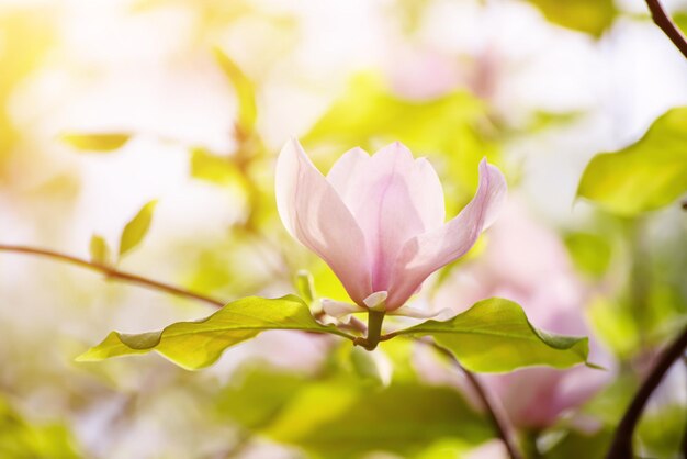 Fleurs de printemps de Magnolia