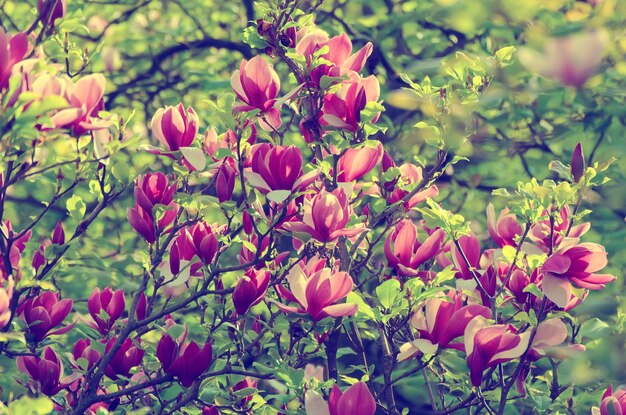 Fleurs de printemps de Magnolia