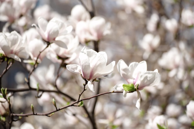 Fleurs de printemps de Magnolia