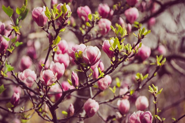 Fleurs de printemps de Magnolia