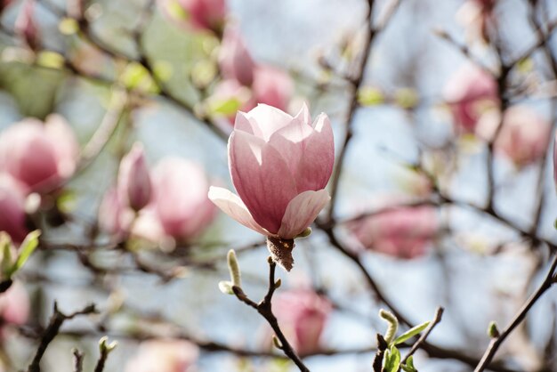 Fleurs de printemps de Magnolia