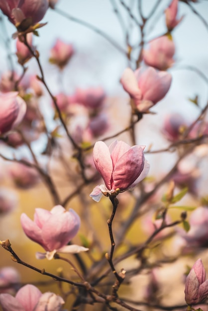 Fleurs de printemps de Magnolia