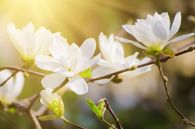 Fleurs de printemps de Magnolia