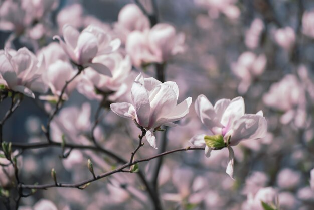 Fleurs de printemps de Magnolia