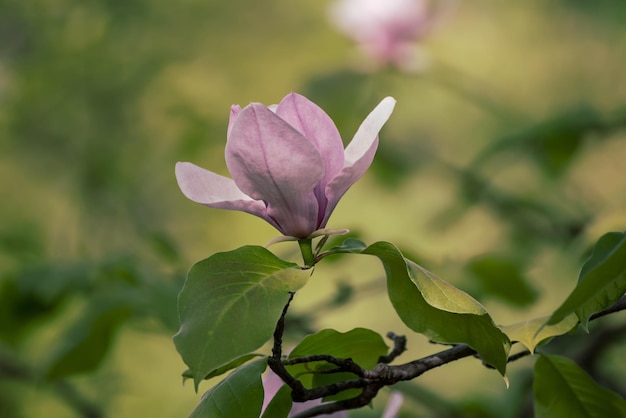 Fleurs de printemps de Magnolia