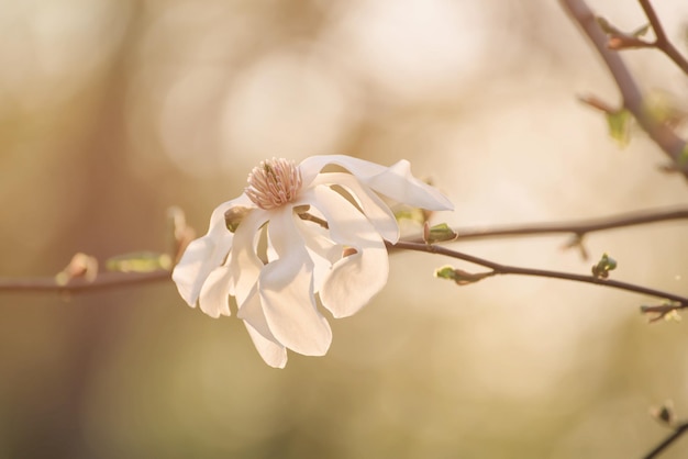 Fleurs de printemps de Magnolia