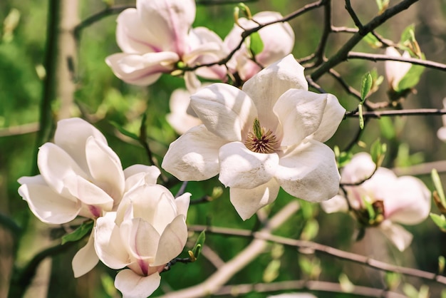 Fleurs de printemps de Magnolia