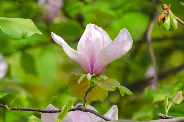 Fleurs de printemps de magnolia