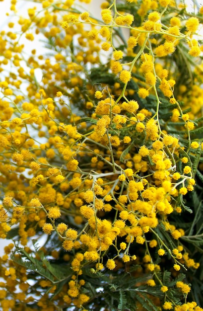 Fleurs de printemps mimosa jaune