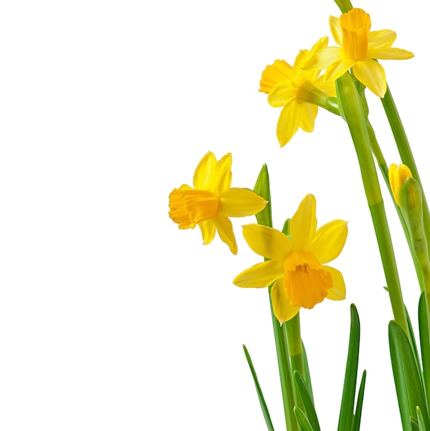 Des fleurs de printemps, des narcises isolés sur un fond blanc.