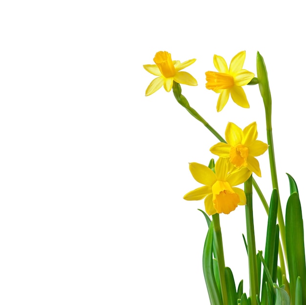 Des fleurs de printemps, des narcises isolés sur un fond blanc.