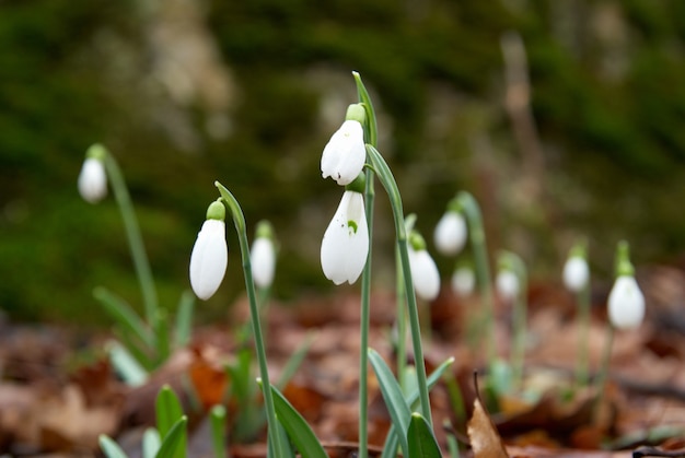 Fleurs de printemps - perce-neige blancs dans la forêt. Flou artistique.