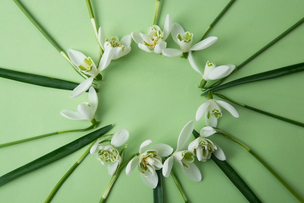 Fleurs de printemps, perce-neige blancs sur fond vert.