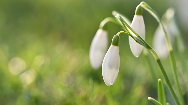 Fleurs de printemps perce-neige fleurissant dans l'herbe au coucher du soleil Amaryllidaceae Galanthus nivalis