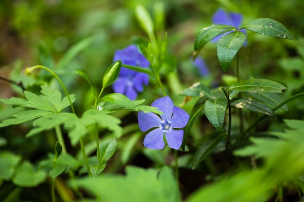 Fleurs de printemps. Pervenche