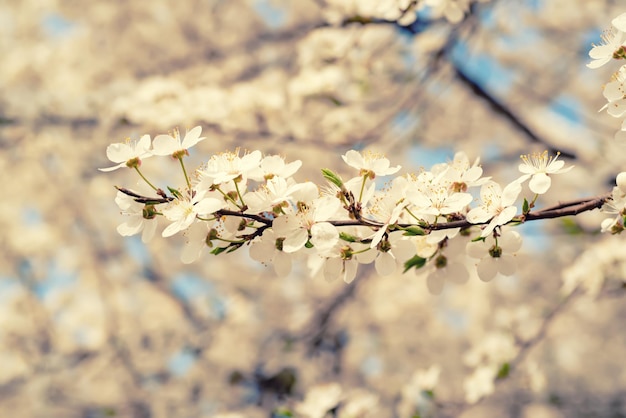 Fleurs de printemps de prune