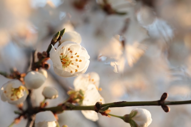 Fleurs de printemps qui fleurissent sur un arbre à l'aube