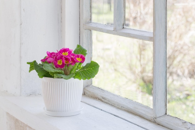 Fleurs de printemps sur le rebord de la fenêtre