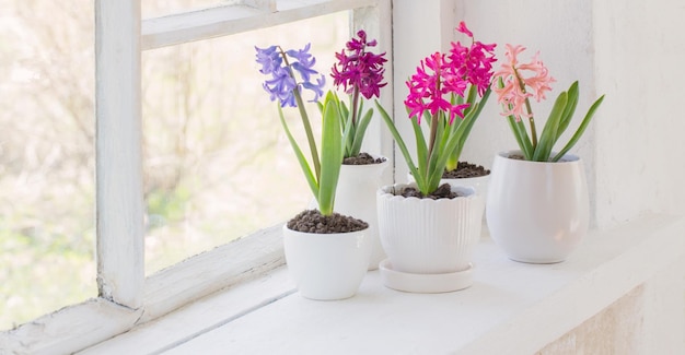 Fleurs de printemps sur le rebord de la fenêtre