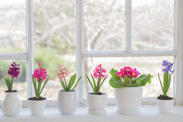 Fleurs de printemps sur le rebord de la fenêtre