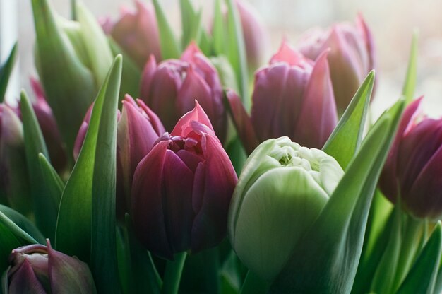 fleurs de printemps rose floue