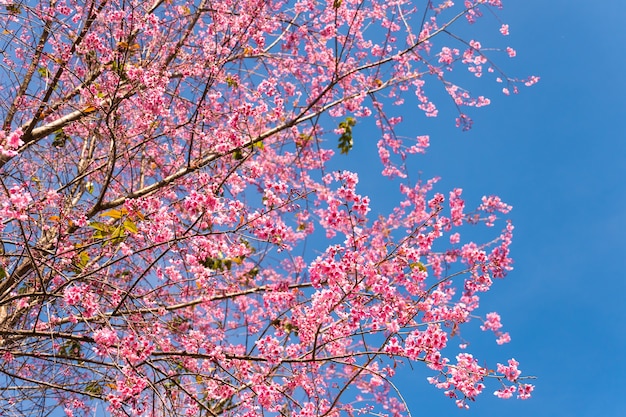 Fleurs de printemps rose sur fond de ciel bleu.