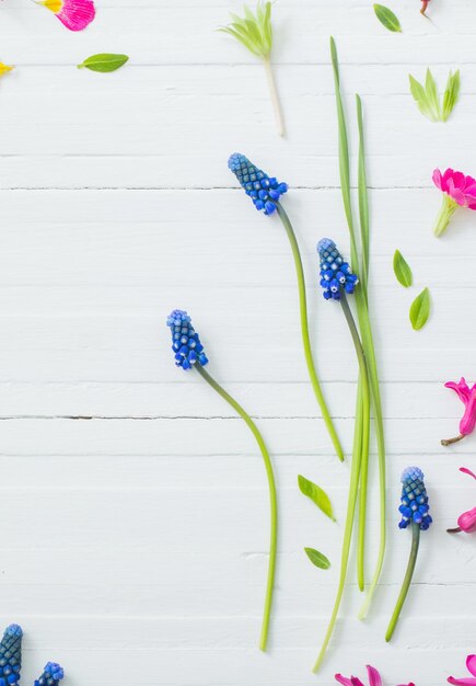 Fleurs de printemps roses et bleues sur fond de bois blanc