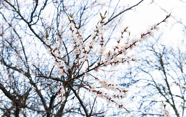 Fleurs de printemps s'épanouissant sur les branches de cerisier sur la fleur de fond flou naturel