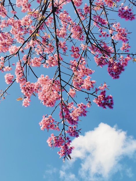 Les fleurs de printemps de Sakura au soleil fleur de cerisier rose avec le ciel bleu