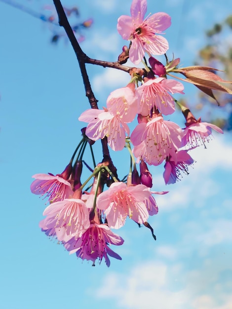 Les fleurs de printemps de Sakura au soleil fleur de cerisier rose avec le ciel bleu