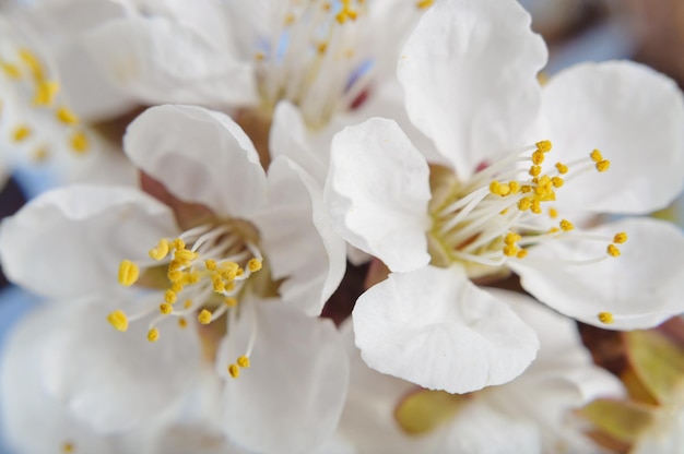 Fleurs de printemps se bouchent