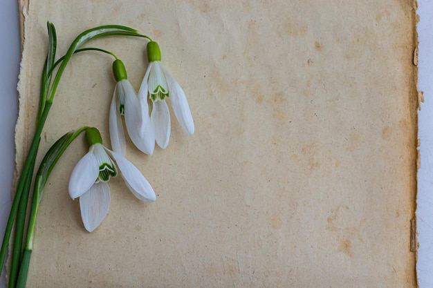 Photo les fleurs de printemps sont des gouttelettes de neige et du papier pour le fond du texte copier l'espace