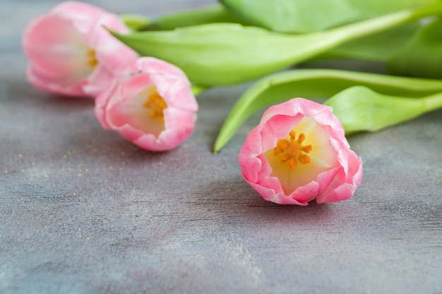 Fleurs de printemps. Tulipes en fleurs roses se bouchent.