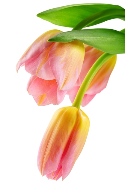 Fleurs de printemps tulipes jaunes isoler sur fond blanc