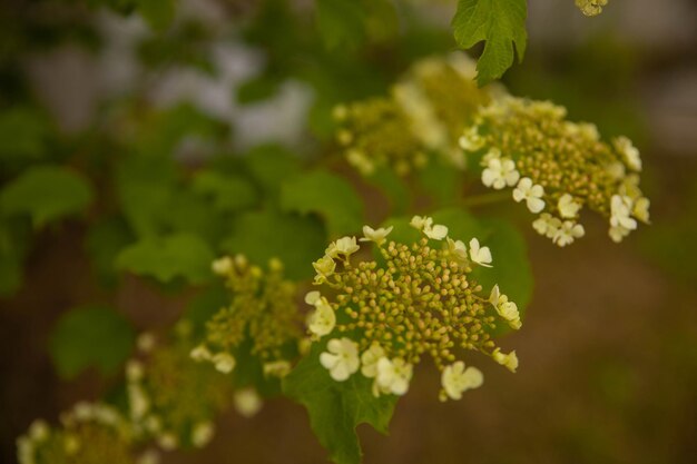 Fleurs de printemps vert dans un style magnifique sur fond coloré. Nature verte. Fond d'été