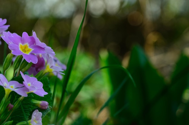 Fleurs de printemps en vert